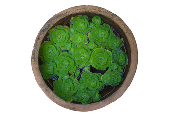 floating plant in water