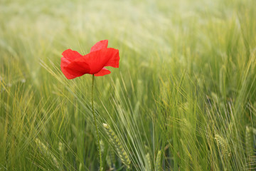 Poppy