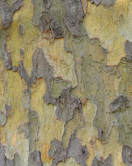 Plane tree bark