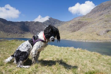 Fototapeta premium Spinger Spaniel waiting under Mount Snowdon, Wales.
