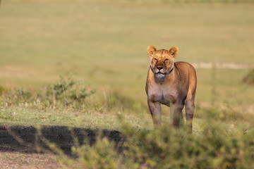 Lioness standing on top of hill with empty space