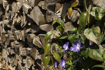 Stock de bois de chauffage