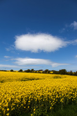 Obraz premium Rapeseed Field in full bloom Isle of Anglesey