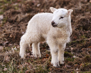 English Lamb Urinating