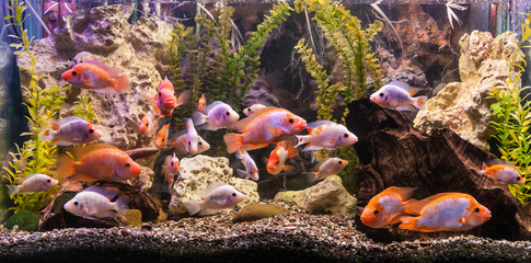 Obraz na płótnie Canvas Ttropical freshwater aquarium with fishes
