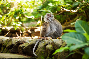 Couple of monkey sitting in forest