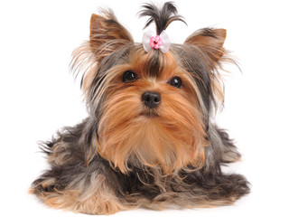 Yorkshire Terrier with small bow