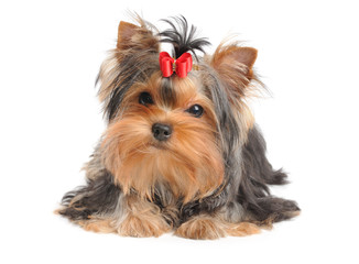 Yorkshire Terrier with red bow
