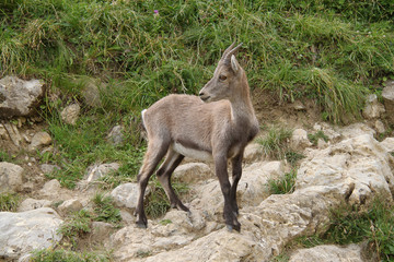 bouquetin