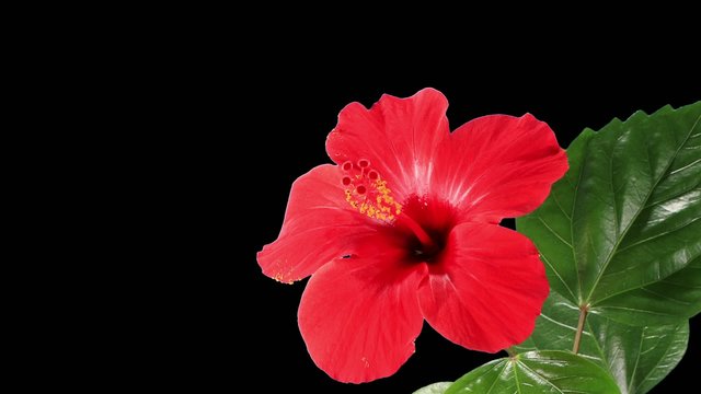 Blooming red Hibiscus flower buds ALPHA matte (Hibiscus rosa-sin