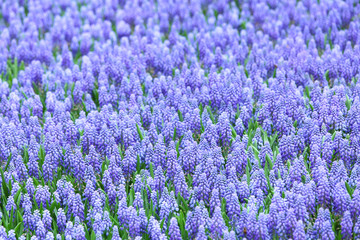 Plakat Purple muscari botryoides field