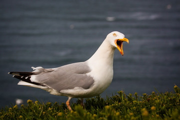 Fototapeta premium seagull