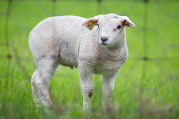 Naklejka na ściany i meble Lamb standing behind fence
