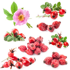Dog rose (Rosa canina) flowers and fruits isolated on white