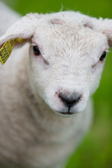 Lamb portrait