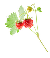 Wild strawberry isolated on white background, closeup