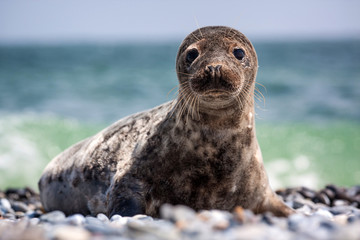 Naklejka premium seal