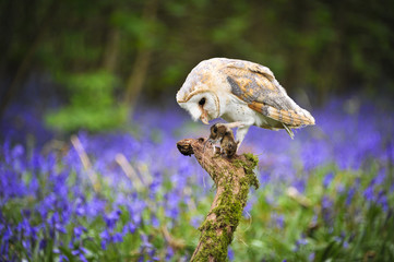 Barn Owl in Bluebell Wood 2