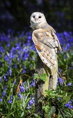 Barn Owl in Bluebell Wood 3