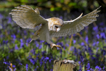 Barn Owl in Bluebell Wood 4