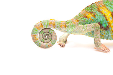 One Yemen chameleon © PBaishev