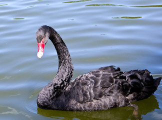 Black swan close up