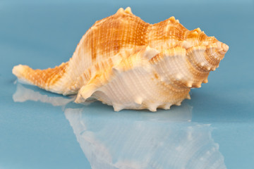 Obraz na płótnie Canvas Sea snail on the water