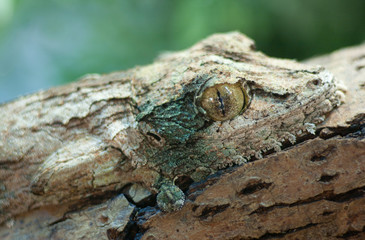 Obraz premium giant leaf-tail gecko, marozevo,