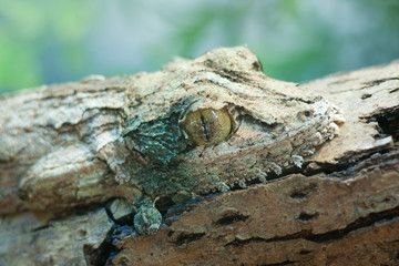 giant leaf-tail gecko, marozevo,
