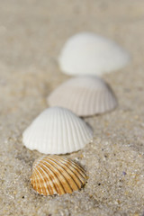 Shell road
