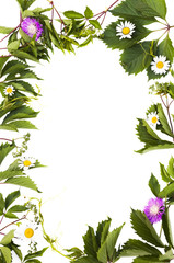 background with isolated green foliage and flowers