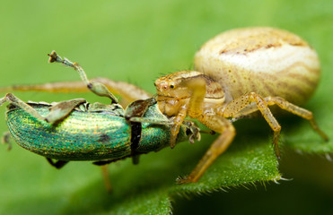 A crabspider catching a  green snout beetle