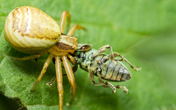 A crabspider catching a  snoutbeetle