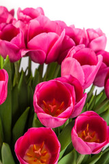 Bunch of tulips on a white
