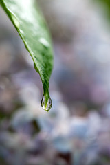 Nach dem Regen - Wasser tropft von einem Fliederblatt