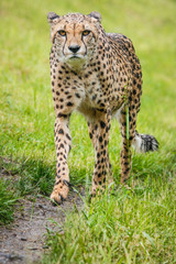 cheetah