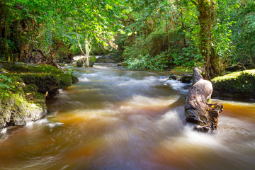Beautiful creek of Clare Glens, Co. Limerick, Ireland