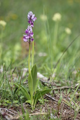 Helm-Knabenkraut (Orchis militaris)