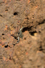 Crab on the rock