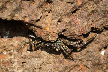 Crab on the rock