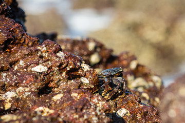 Crab on the rock