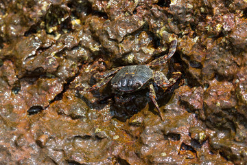 Crab on the rock