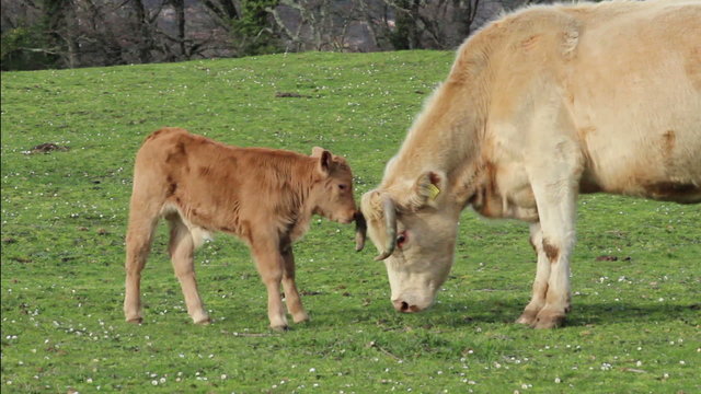 Mother cow and her calf/  A cow and her calf are lovingly p