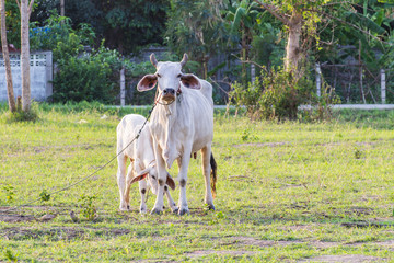 Thai mother cow with young calf resting in a field © prwstd