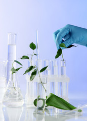 Test tubes with plant on light background