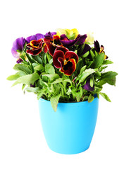 Beautiful pansies flowers isolated on a white