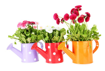 Daisy flowers isolated on white