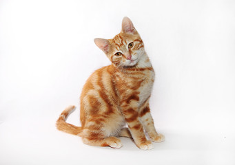chaton roux
