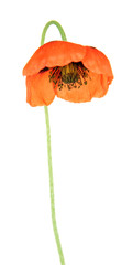 Poppy flower isolated on white