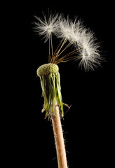 Beautiful dandelion with seeds on black background